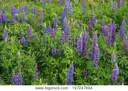 Wild purple Lupines (Lupinus perennis) an invasive species in Minnesota dominate the landscape of the northern Lake Superior shore region