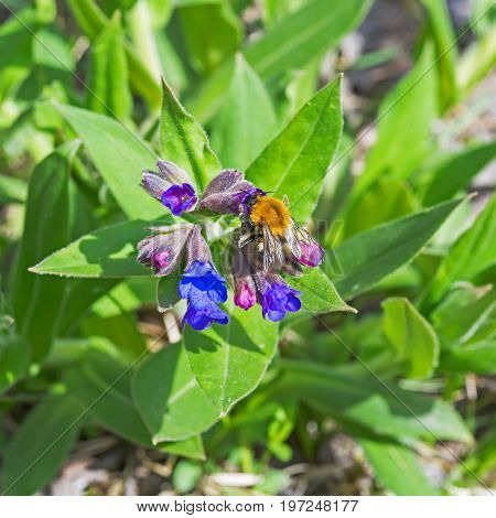 Pulmonaria softest ( lat. Pulmonaria mollis ). Flowering plants and bumblebee ( lat. Bombus ) collecting nectar