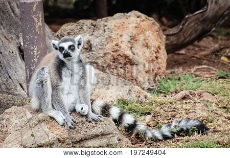 The ring-tailed lemur (Lemur catta) is a large strepsirrhine primate and the most recognized lemur due to its long black and white ringed tail.