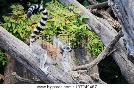 The ring-tailed lemur (Lemur catta) is a large strepsirrhine primate and the most recognized lemur due to its long black and white ringed tail.
