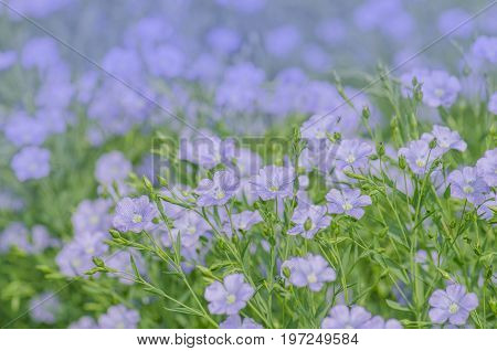 Flax Blue Flowers Close Up. Blue Flax Or Lint