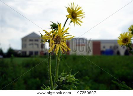 Compass plants (Silphium laciniatum) bloom in a field in Plainfield, Illinois during June.