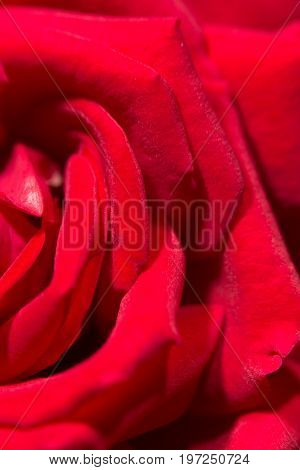 red rose as a background. close . A photo