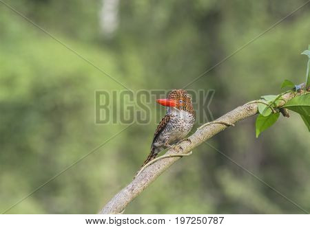 Banded Kingfisher Lacedo pulchella Female Birds of Thailand