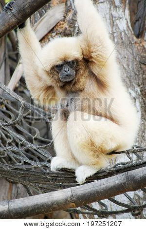 The lar gibbon (Hylobates lar) also known as the white-handed gibbon is an endangered primate in the gibbon family