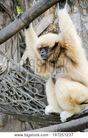 The lar gibbon (Hylobates lar) also known as the white-handed gibbon is an endangered primate in the gibbon family