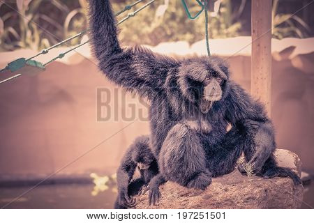 A Siamang (Symphalangus syndactylus) mother and baby.
