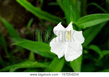 Boesenbergia alba Caulokaempferia alba K. Larsen & R.M. Sm. or Boesenbergia thailandica. White wild flower with rain drops in Phu Hin Rong Kla National Park Phitsanulok Thailand