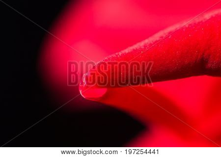 red rose as a background. close . A photo