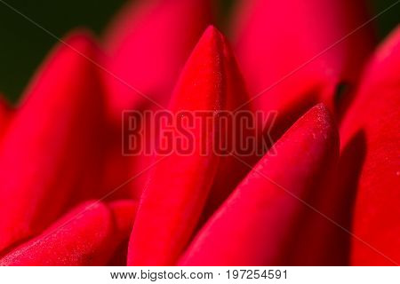 red rose as a background. close . A photo