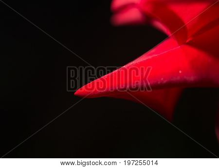 red rose as a background. close . A photo
