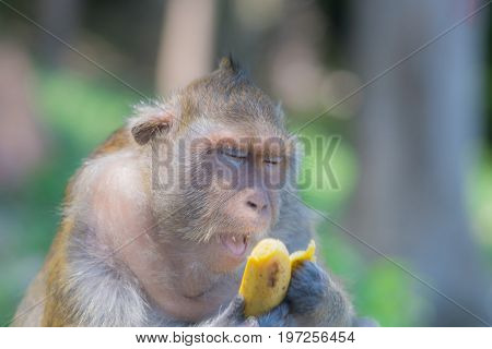 The monkey opens his mouth while eating a banana while his eyes are closed.
