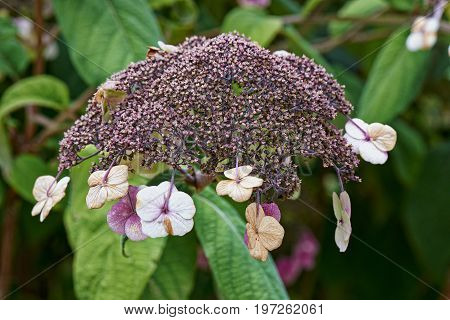 Velvet Summer flowers Hydrangea aspera and foliage