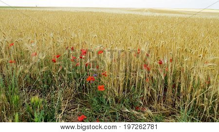 Summer picture of wheatfield in central France