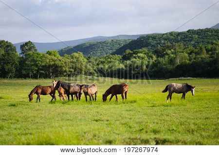 herd of horses on a beautiful meadow