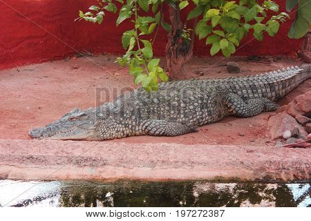 A crocodile next to the lake at the zoo