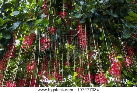 Red flower and green leaves of Indian Oak on big tree at the tropical garden.