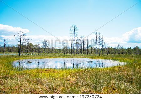 A Viru Raba Swamp Lake In Estonia.