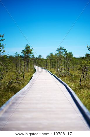 Wooden Walkway On The Swamp. Viru Raba Lahemaa Park Estonia.