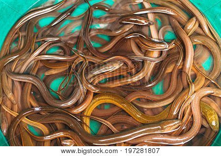 Asian Thai Eel Fish Or Snake Fish Like Worms Sale At Street Market In Thailand For Food.