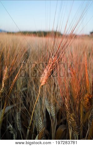 Yellow Fields With Ripe Hard Wheat, Grano Duro, Sicily, Italy