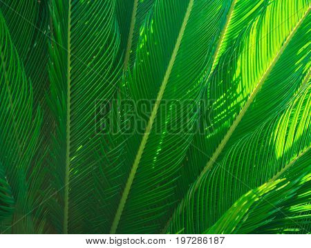 Long spiky palm tree leaves in beautiful geometrical pattern hazy sunlight beams botanical foliage tropical background text ready copy space