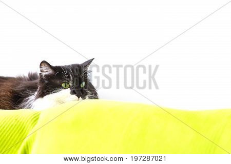 Cat with wild eyes ready to attack, copy space white background