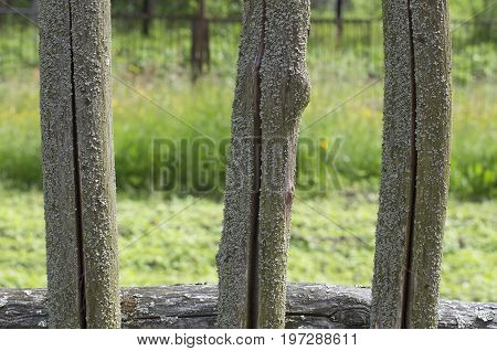 Fragment of moss-covered wooden fences of the three pegs in the cracks in the old Russian style