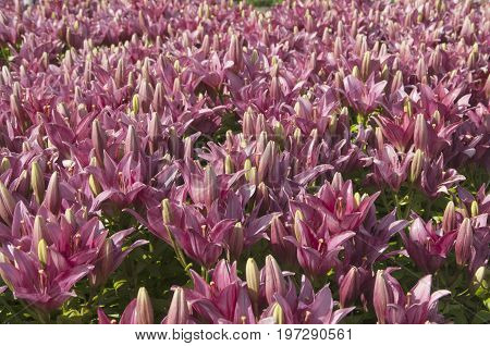 Pink lily flowres on a flower bed closeup