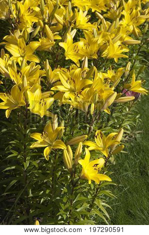 Yellow lily flowres on a flower bed closeup