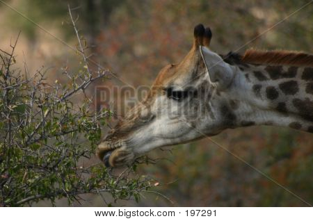 Girafa