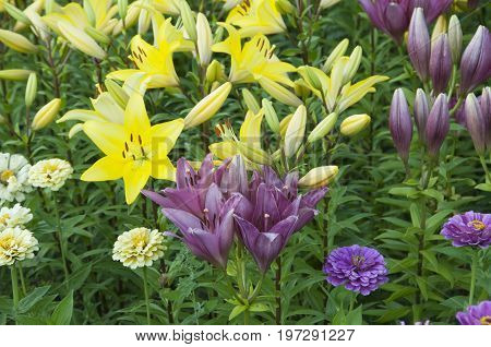 Pink and yellow lily flowres on a flower bed closeup