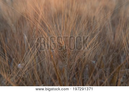 Yellow Fields With Ripe Hard Wheat, Grano Duro, Sicily, Italy