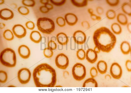 Cypraea textura