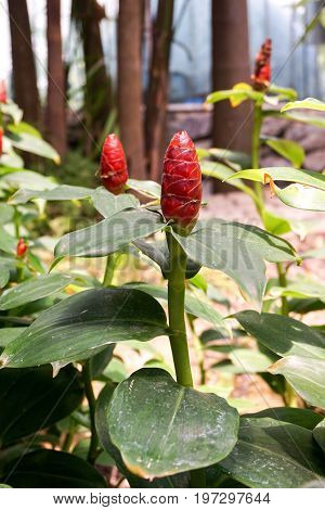 red Zingiber zerumbet flower in nature garden