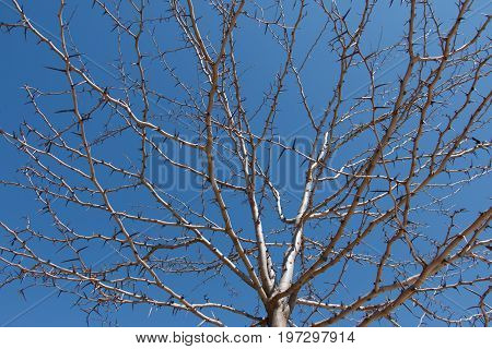 Leafless tree under a blue sky background