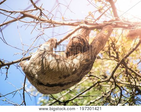 Three-toed sloth, Bradypus variegatus, hanging from a branch, Santa Cruz, Bolivia, South America