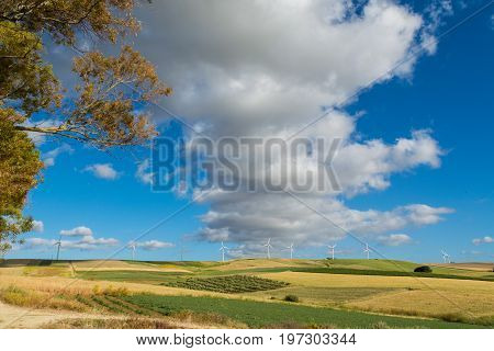 Panoramic View On Yellow Fields With Ripe Hard Wheat, Grano Duro, Sicily, Italy