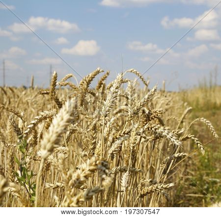 Ears Of Wheat On White