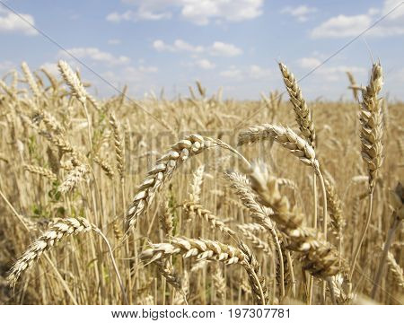 Ears Of Wheat On White