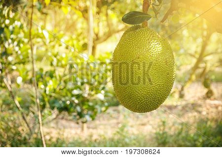 young Jackfruit in the farm with soft light tropical fruit