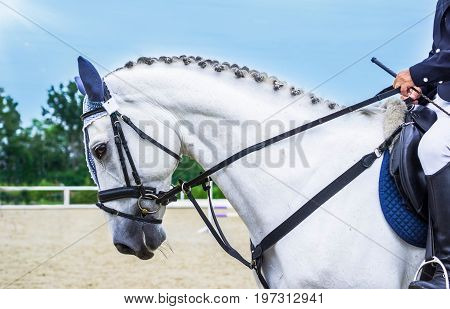 Dressage horse and rider. White horse portrait during dressage competition. Advanced dressage test.