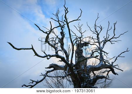 Oaks in the winter aura. Rogalin Landscape Park in Poland Wielkopolska.
