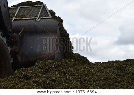 The front loader rolls into chaff a silo pit.
