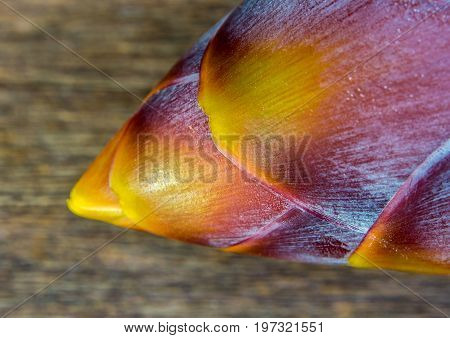 Silver Bluggoe Banana Blossom
