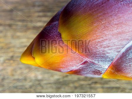 Silver Bluggoe Banana Blossom
