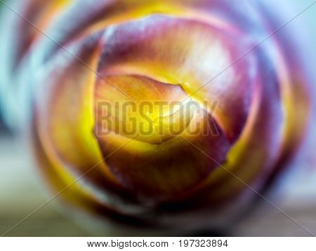 Silver Bluggoe Banana Blossom