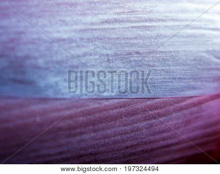 Texture of Silver bluggoe banana blossom, nature background