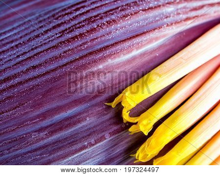 Silver Bluggoe Banana Blossom