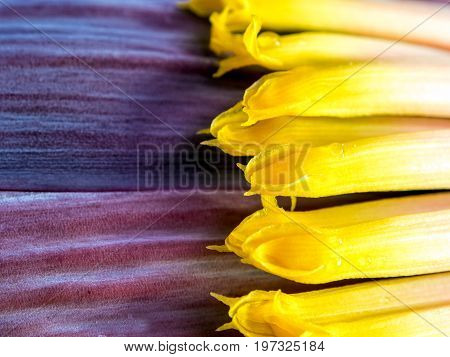 Silver Bluggoe Banana Blossom